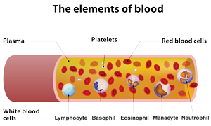 Blood Cell Diagram